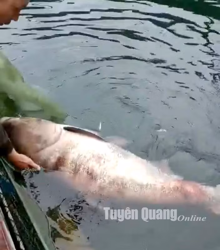 Sáng ngày 4/12, anh Phùng Xuân Sơn ở thôn Nà Lạ, xã Sơn Phú (Na Hang) đã bắt được con cá mè nặng gần 50 kg trong lúc thả vó bắt cá trên hồ Thủy điện Tuyên Quang.