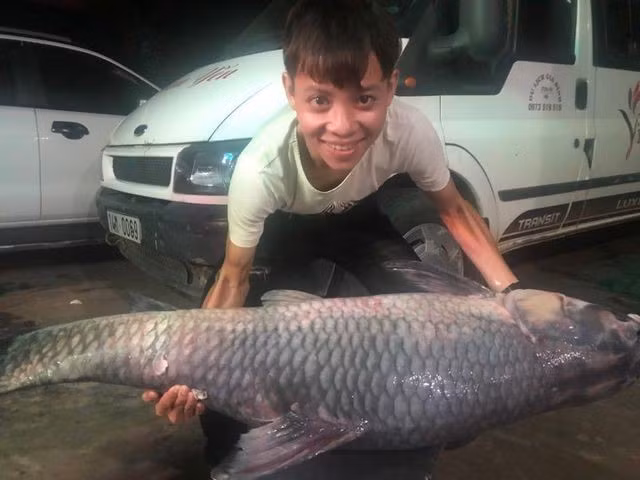 Đêm ngày 8/7/2019, một người dân đánh bắt được con cá trắm đen “khủng” có trọng lượng 50 kg, dài 1,6m ở hồ Thác Bà (Yên Bái).