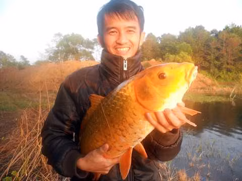 Chiều ngày 31/12/2014, anh Việt cùng bạn bè đi câu cá tại Biển Hồ (xã Biển Hồ, TP. Pleiku, Gia Lai). Sau khi thả câu được một lúc, anh Việt bất ngờ câu được con cá chép vàng nặng gần 10 kg.