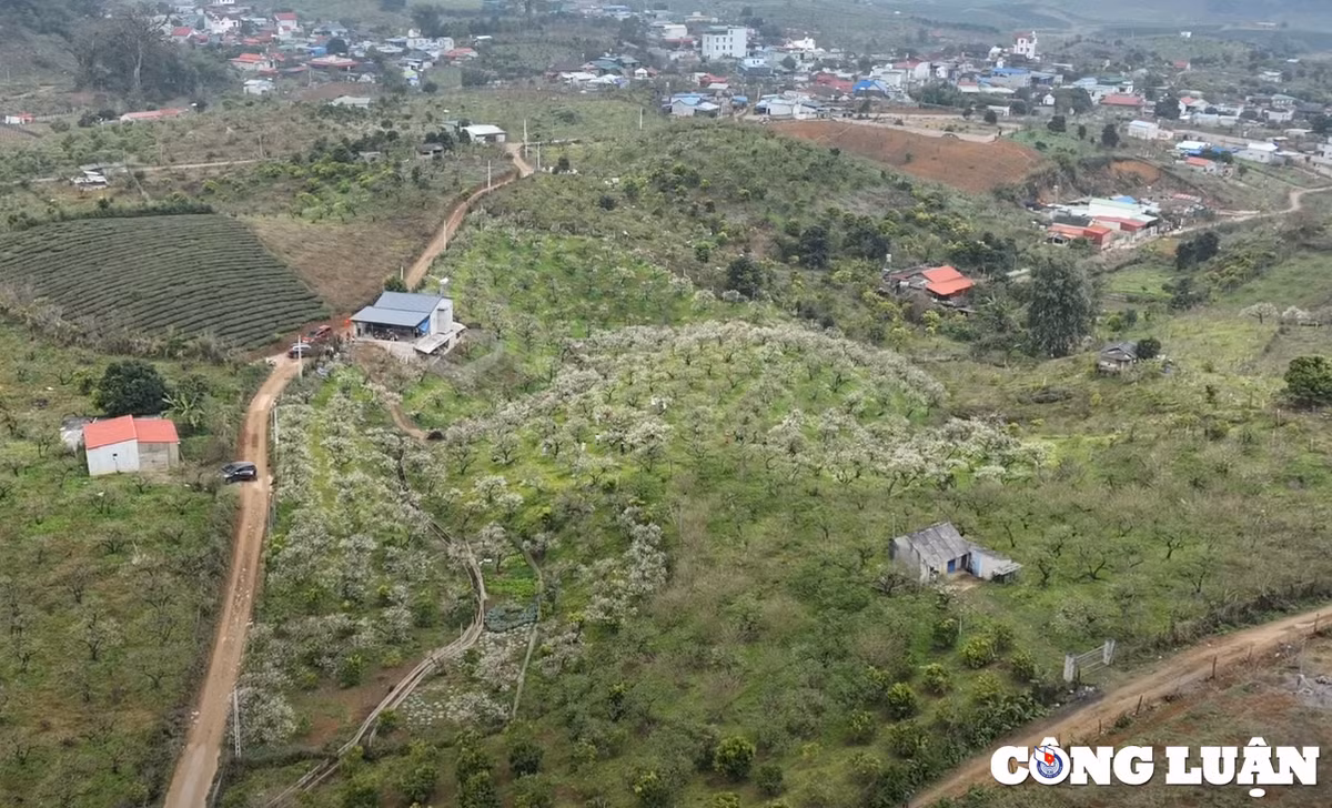 Len Moc Chau ngam mua hoa man no