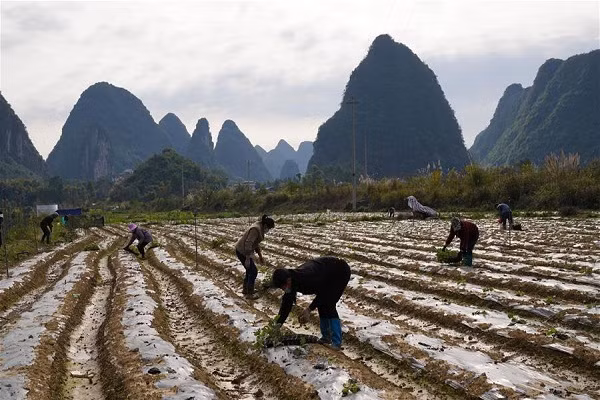 Dân làng trồng cà tím ở Dung Thủy, khu tự trị dân tộc Choang Quảng Tây, Trung Quốc, ngày 18/2. 