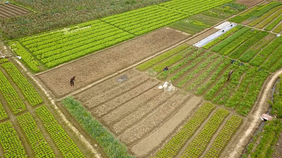 Dịch bệnh này đã đe dọa nguồn cung thực phẩm của đất nước Trung Quốc. 
