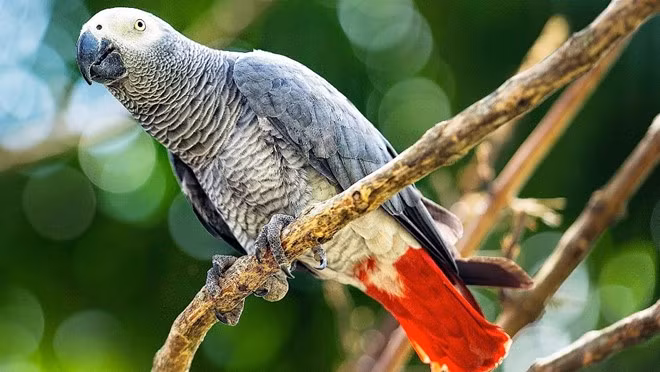 Từ 1994 đến 2003 có 359000 cá thể vẹt xám châu Phi bị bắt và buôn bán khắp thế giới. Tại một số khu vực, số lượng cá thể vẹt chỉ còn 1% so với ghi nhận ban đầu. Ảnh: Howcast Youtube Channel.