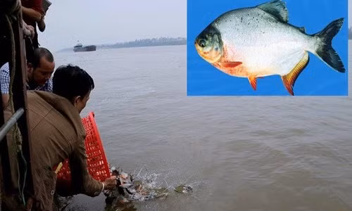 Sự thật ít biết về cá chim trắng phóng sinh xuống sông Hồng Su that it biet ve ca chim trang phong sinh xuong song Hong