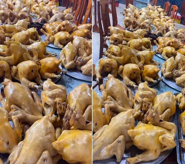 Sự thật “bữa tiệc cưới” 1200 đĩa thịt gà luộc ở Hải Dương? Su that “bua tiec cuoi” 1200 dia thit ga luoc o Hai Duong?
