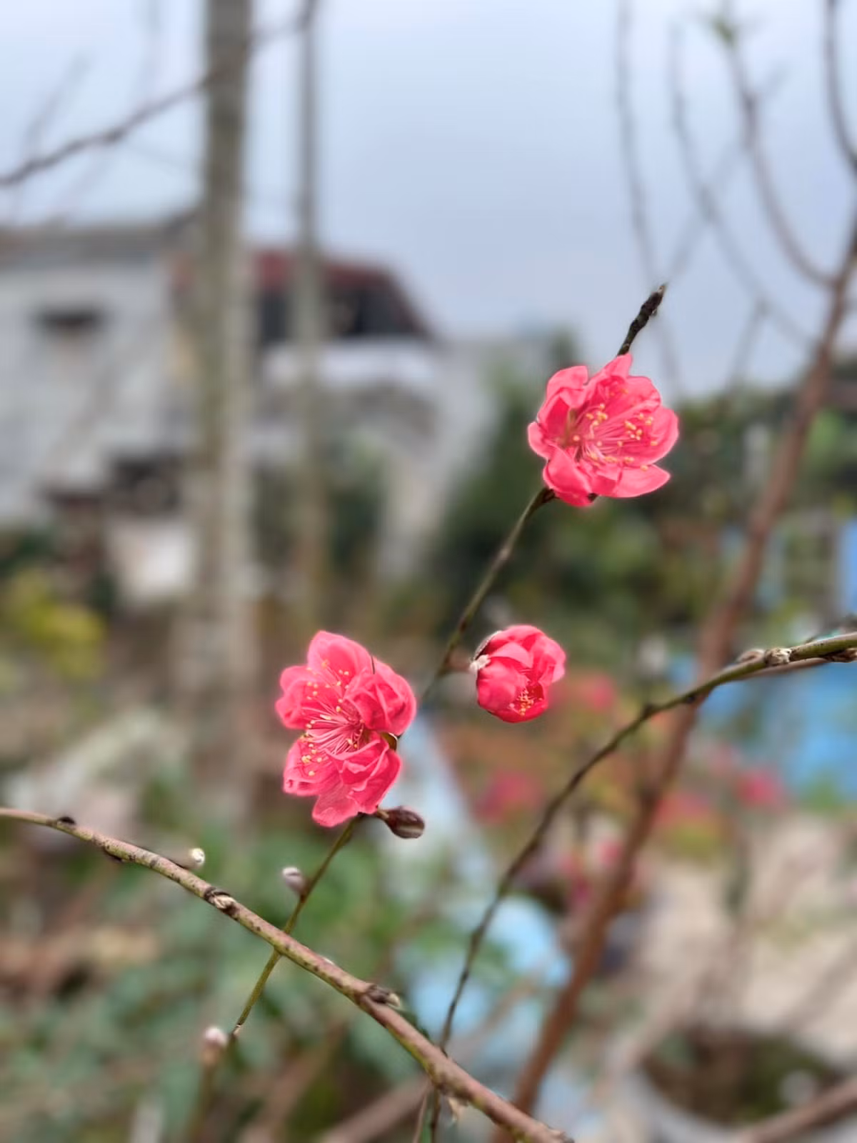 Mẹ ruột nàng hậu cùng bạn bè, người hâm mộ đã bày tỏ sự thích thú với không khí trong lành, ấm cúng ở quê của gia đình chồng sắp cưới Ngọc Hân.