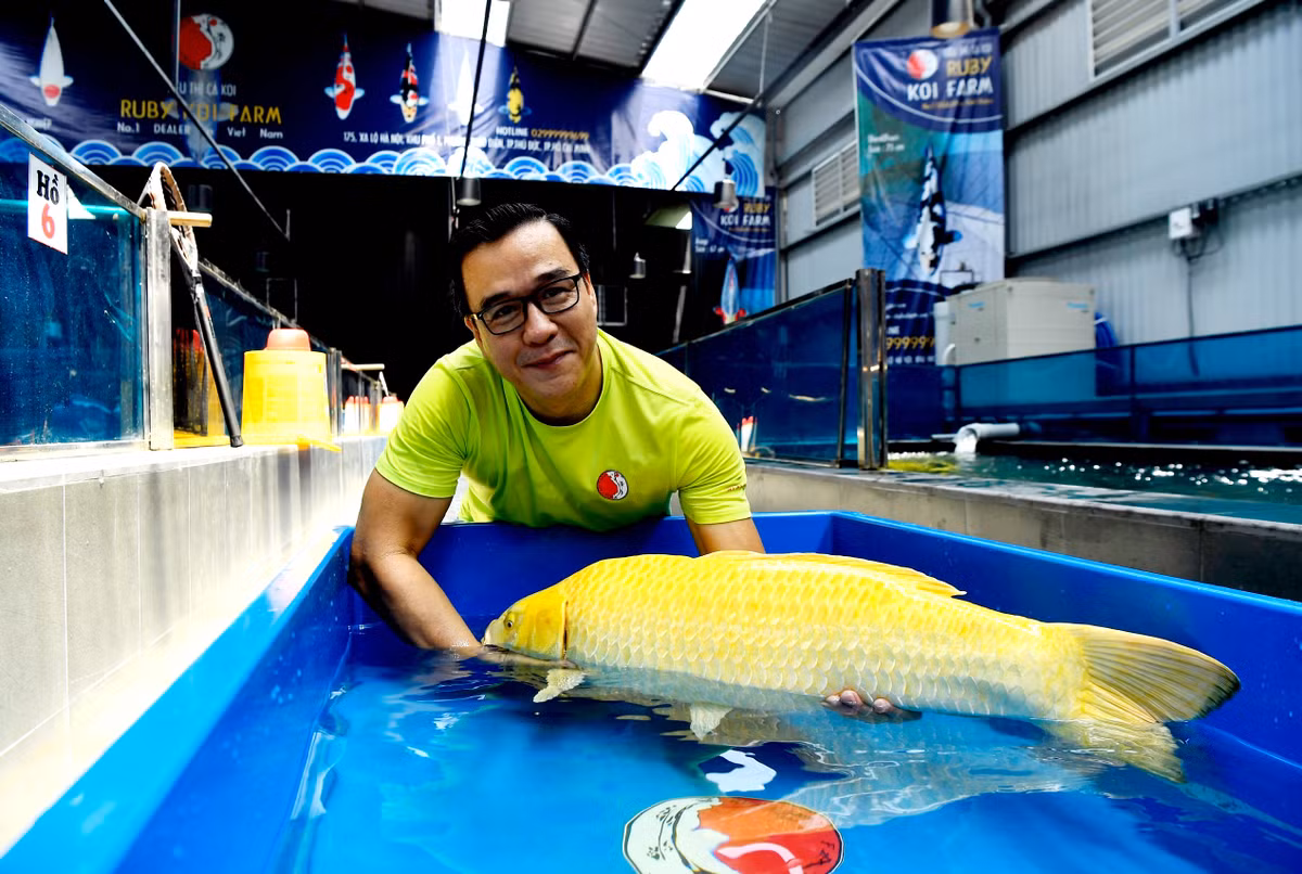Doanh nhân Thắng Ngô (Ngô Văn Thắng) là chủ sở hữu kiêm Giám đốc thương hiệu Ruby Koi Farm (TP HCM). Ảnh: Qdnd