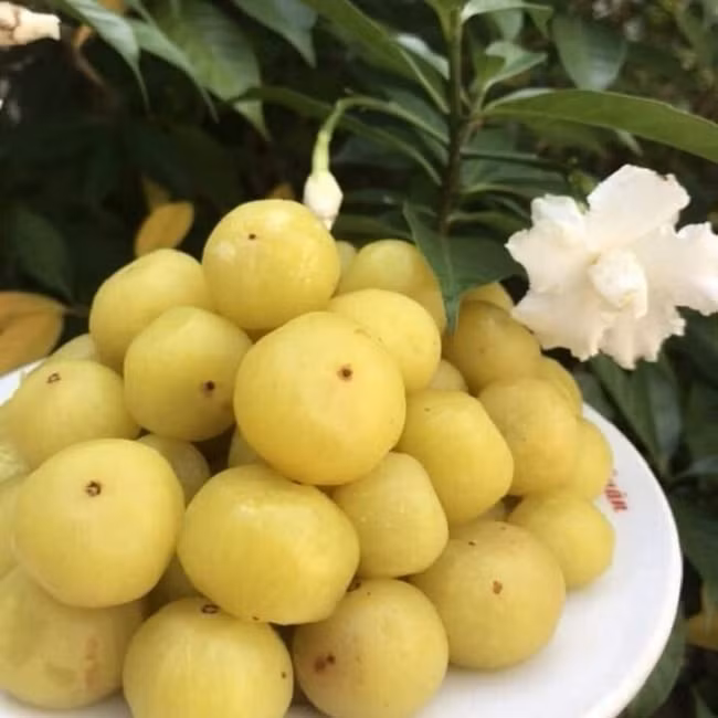 Thậm chí, quả me rừng tươi được lùng mua với giá khá đắt hoặc “lên đời” thành ô mai hay nghiền thành bột có giá từ 100-500.000 đồng/kg. Ảnh: Dân Việt
