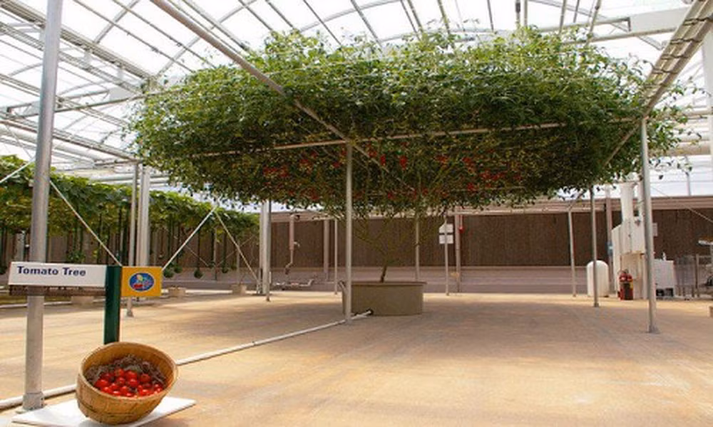 Heirloom Tomato là cây lai ghép mọc lên từ một gốc cây và bò rộng trên giàn mắt cáo. Ảnh: Oddity Central