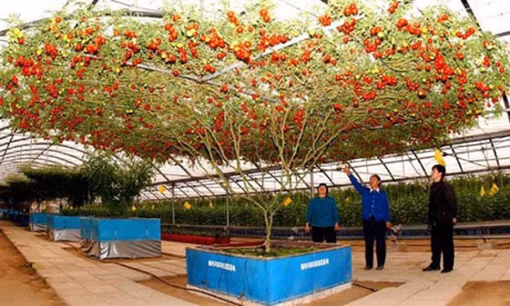 Cây cà chua trải qua 1,2 - 1,5 năm để phát triển đầy đủ. Ảnh: Oddity Central