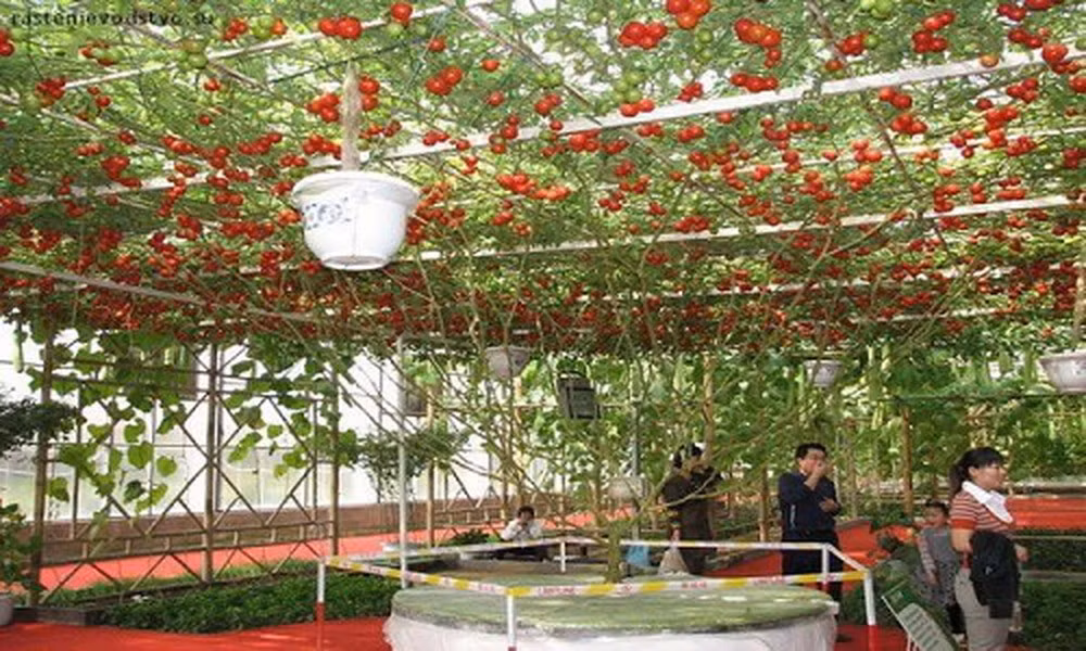 Cây cà chua này không cho quả trong suốt 7 - 8 tháng đầu. Nhưng khi trưởng thành, mỗi lần thu hoạch có thể cho sản lượng trung bình hơn 14.000 quả. Ảnh: Oddity Central