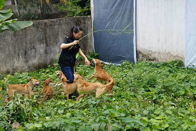 Để đảm bảo được giống tốt và mô hình trang trại đạt chuẩn, chị Hà mạnh dạn chi gần 1 tỷ đồng để mua con giống và xây dựng trang trại. Ảnh: Dân Việt