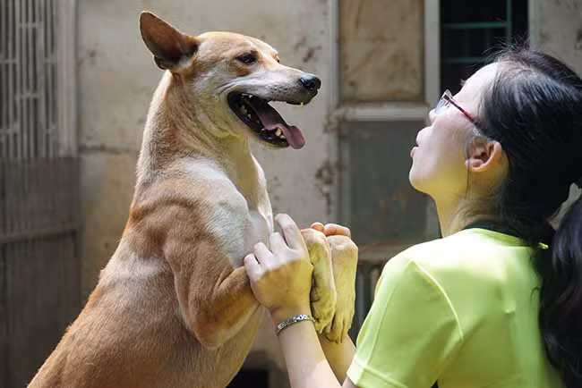 Hơn nữa, chúng cũng rất sạch sẽ, tình cảm, hiền hoà với con người. Ảnh: Dân Việt
