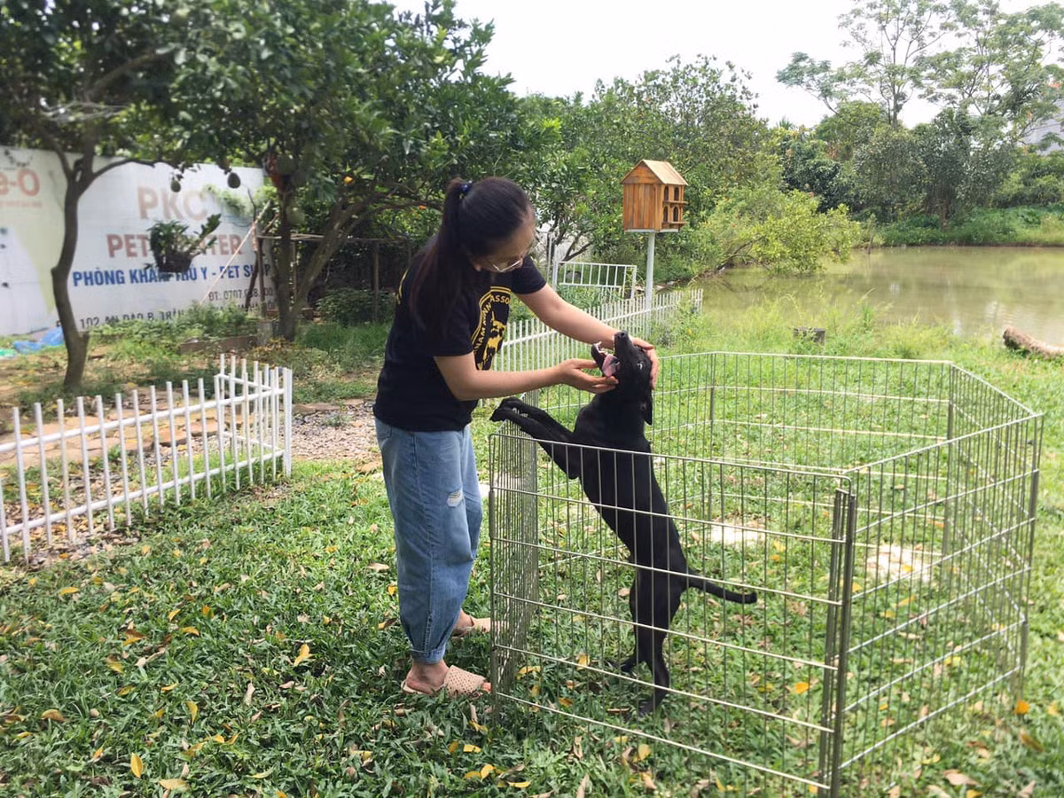 Hơn 100 chú chó Phú Quốc trong trang trại của chị Hà có giá dao động từ 5 triệu đến vài trăm triệu mỗi con. Ảnh: FB Le Ha