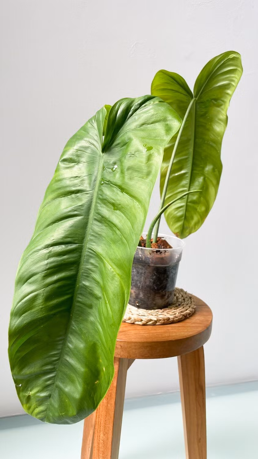 Philodendron sharoniea có nguồn gốc từ Ecuador và Colombia cũng là một trong những loại kiểng lá được giới chơi cây ưa chuộng. Ảnh: Getty