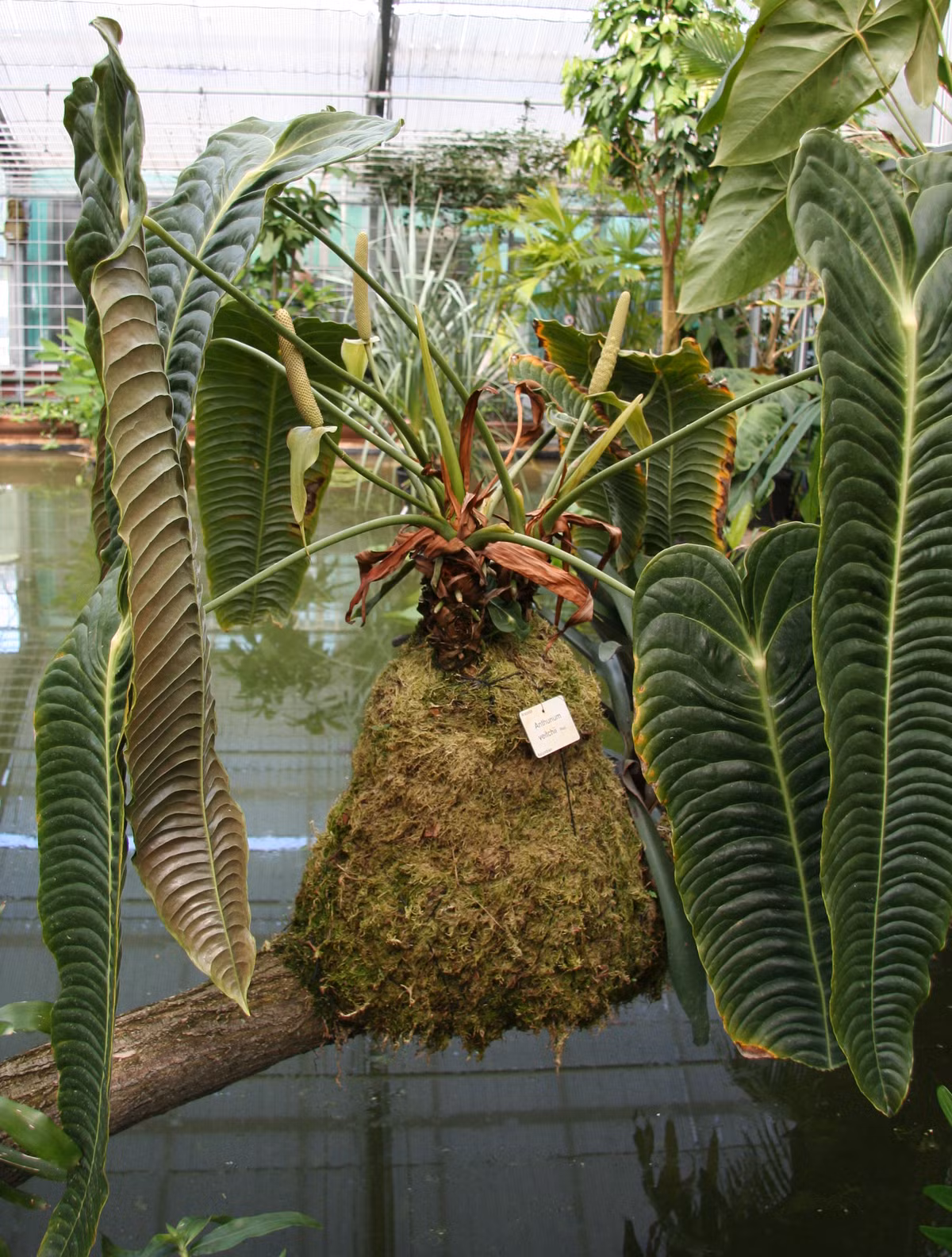 Giá thị trường cho một cây với hai đến ba lá nhỏ dài 20 cm đã khoảng 5-6 triệu đồng. Ảnh: Wiki