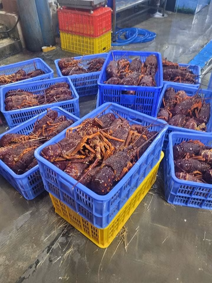 Trên các chợ hải sản online, tôm hùm Úc đông lạnh cũng được rao bán với giá rẻ, chỉ từ 600.000 đồng/kg, loại từ 0,8-1,2kg/con. Ảnh: Facebook