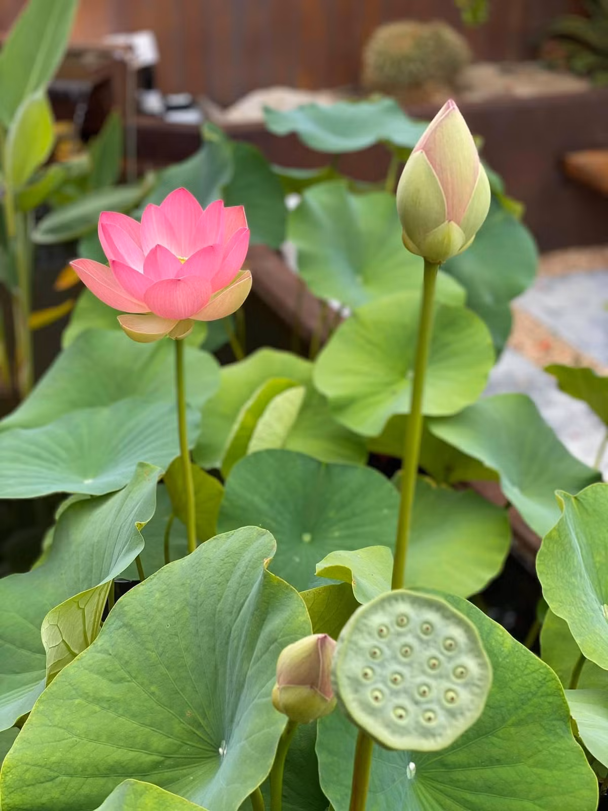 Thông thường, sen trong vườn nhà Dương Mỹ Linh nở rộ tầm tháng 7. Năm nay, hoa sen lại nở sớm từ đầu tháng 6. Nguồn ảnh: FBNV