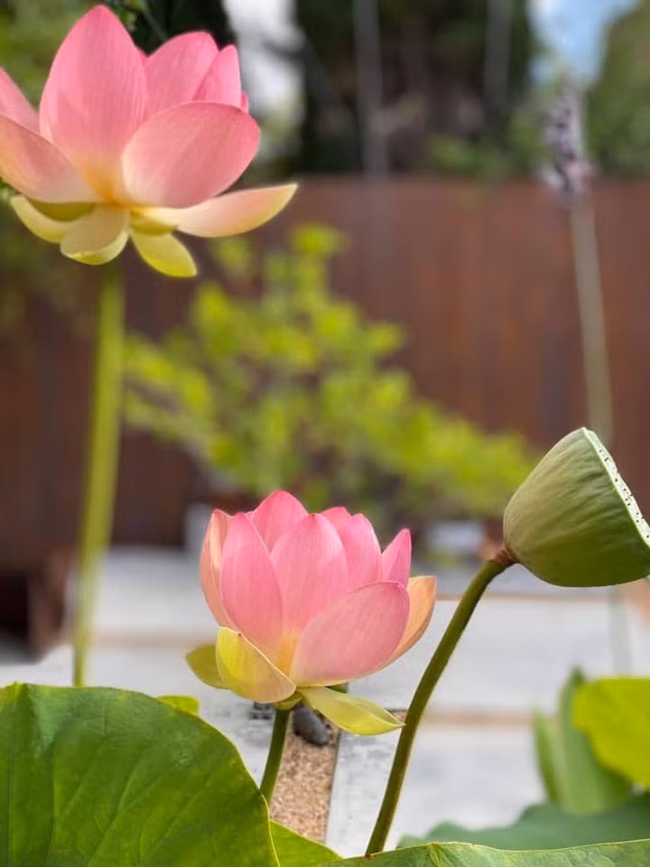 Bởi, sen thường mọc ở ao, đầm, trồng trong chậu hiệu quả không cao.