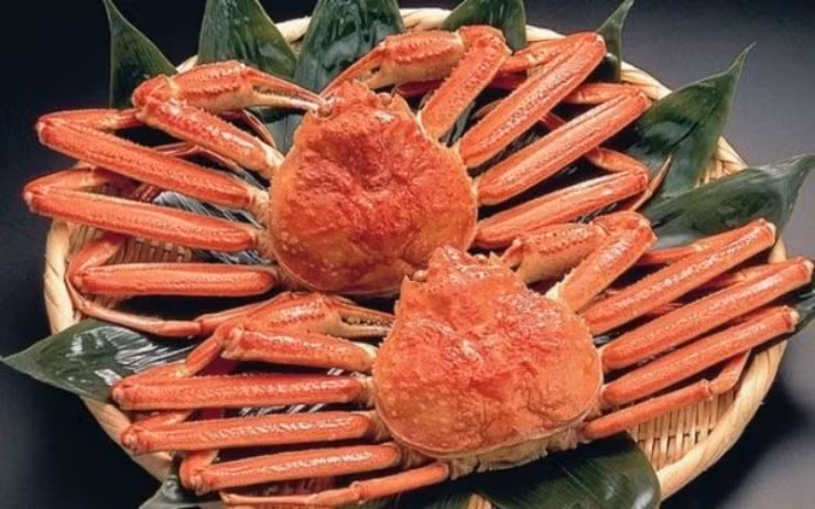 Tháng 11/2019, một con cua tuyết Itsukiboshi đã được bán đấu giá thành công tại chợ hải sản ở Tottori với mức giá cuối cùng lên tới 5 triệu yên (tương đương hơn 1 tỉ đồng với tỉ giá ở thời điểm đó).