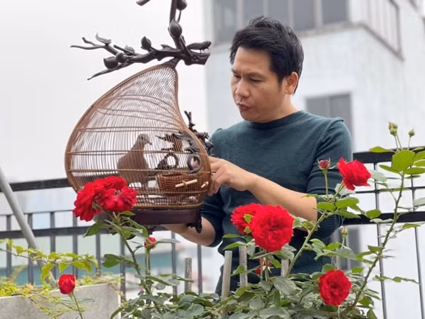 Từng cụm hoa hồng đua nhau khoe sắc.