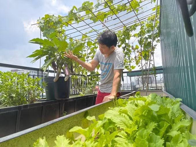 Vườn rau được nam ca sĩ trồng khoa học khi đan xen giữa thân leo, cây trồng trong chậu và luống.