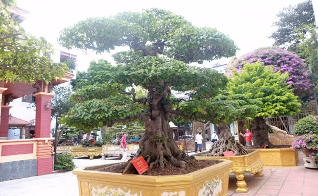 Quy tụ nhiều cây thuộc hàng quý hiếm, khu vườn của đại gia Phan Văn Toàn (Toàn “đô la”) ở Phú Thọ từng được Tạp chí bonsai thế giới bình chọn là một trong mười vườn cây cảnh đẹp nhất trên thế giới. Ảnh: Dân Việt