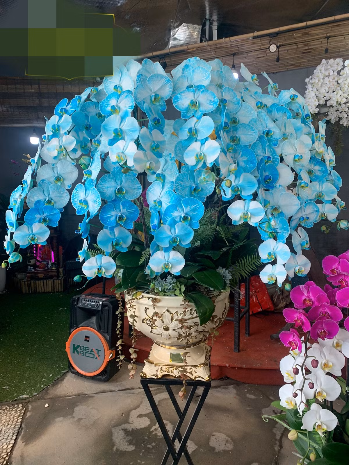 Theo một chủ tiệm hoa ở Hà Nội, lan hồ điệp màu xanh này xuất hiện trên thị trường hoa Tết từ năm ngoái nhưng ít được chú ý. Ảnh: AmOrchid