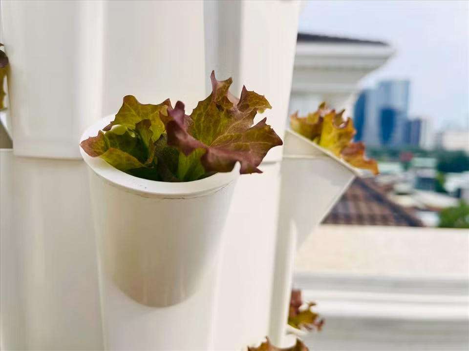 Nam MC trồng rau trong từng ống nhỏ dể dễ tưới tiêu và chăm sóc.
