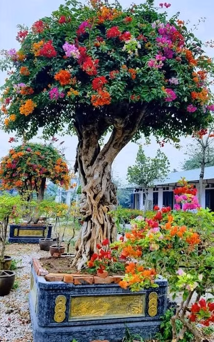 Theo một chủ vườn ở Lương Sơn (Hoà Bình), những gốc hoa giấy ngũ sắc trên 100 triệu đồng thì đa số khách hàng đặt thuê 15 ngày với giá từ 30-50 triệu đồng. Ảnh: Dân Việt