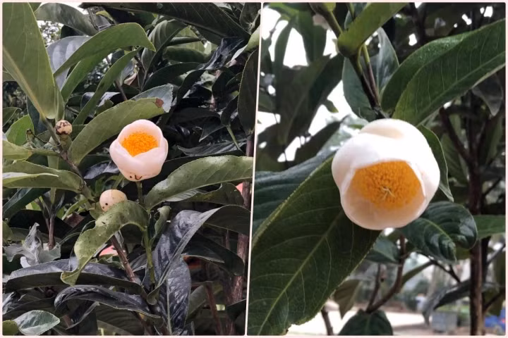 Theo các nhà khoa học, cả 3 màu của hoa hải đường đều phổ biến như nhau và được phân bổ khá đồng đều trong tự nhiên. Ảnh: VTCNews