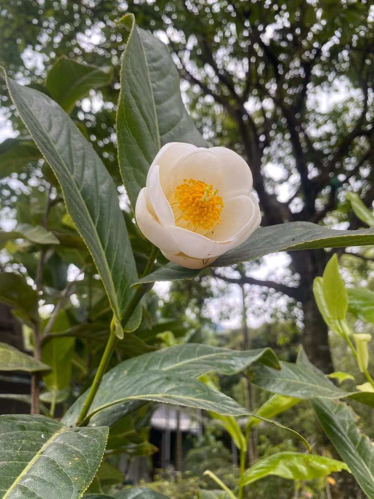 Bach hai duong bong nhien sot gia den tien ty co gi dac biet?
