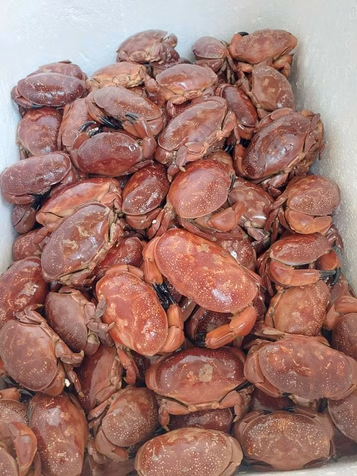 Thế nhưng, trong khi cua hoàng đế có giá lên tới hàng triệu đồng/kg thì cua cù kỳ lại được bán tại các cửa hàng hải sản với giá rẻ chỉ bằng 1/10. Ảnh: Facebook