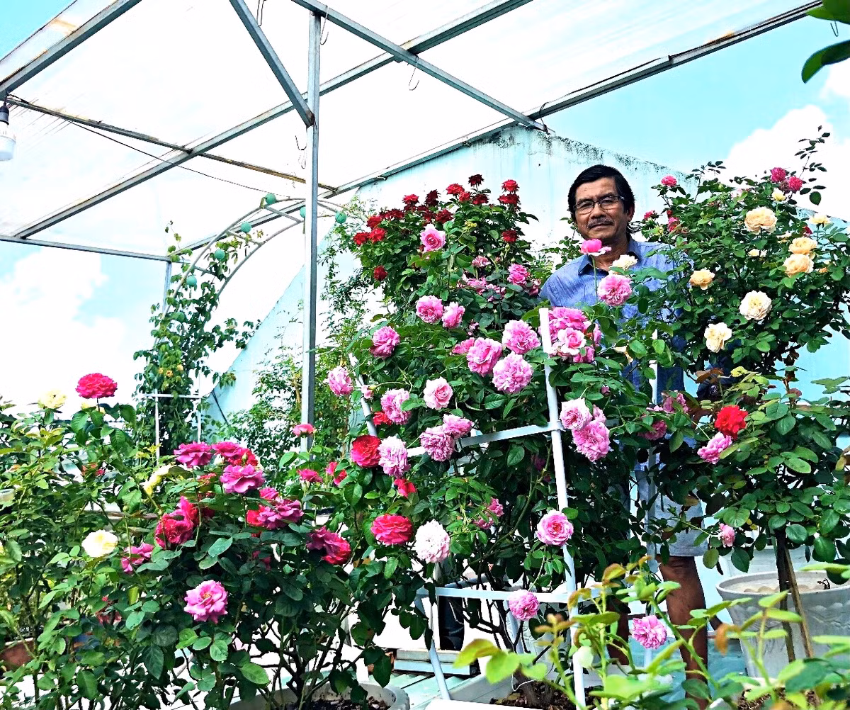Hoa hồng trong vườn nhiều đến nỗi, mỗi ngày, vợ ông đều hái hoa để cắm trong nhà. Ảnh: Plo