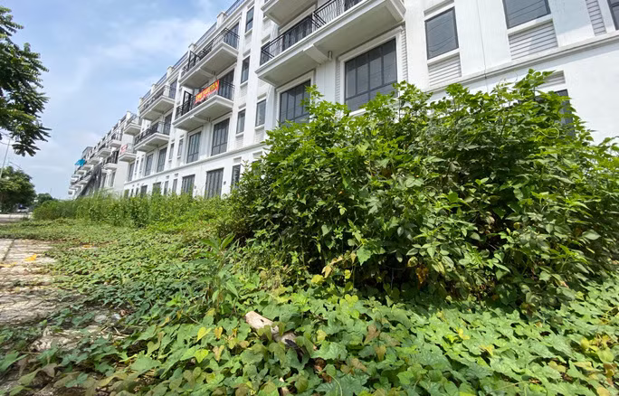 Cỏ dại mọc um tùm bao vây những căn biệt thự bỏ hoang đắt tiền ở Hà Nội. Ảnh: Người lao động