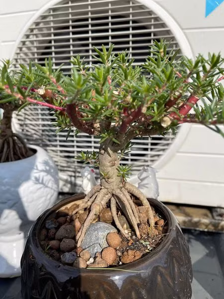 Trên thị trường, loại bonsai này có giá dao động từ 250.000 - 700.000 đồng/cây, tuỳ thuộc vào độ tuổi, kích thước gốc và bộ rễ. Ảnh: Facebook