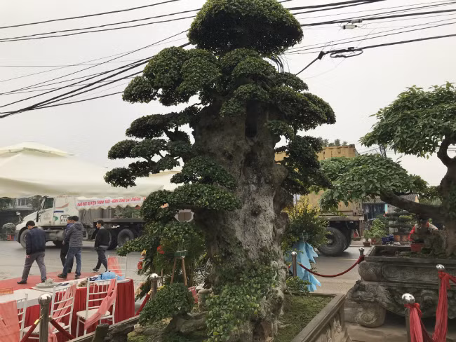 Dù được trả mức giá ngang với căn biệt thự nhưng với ông Hoà, cây cảnh là niềm đam mê, ông chủ yếu chăm sóc để ngắm và chưa có ý định bán. Ảnh: Dân Việt