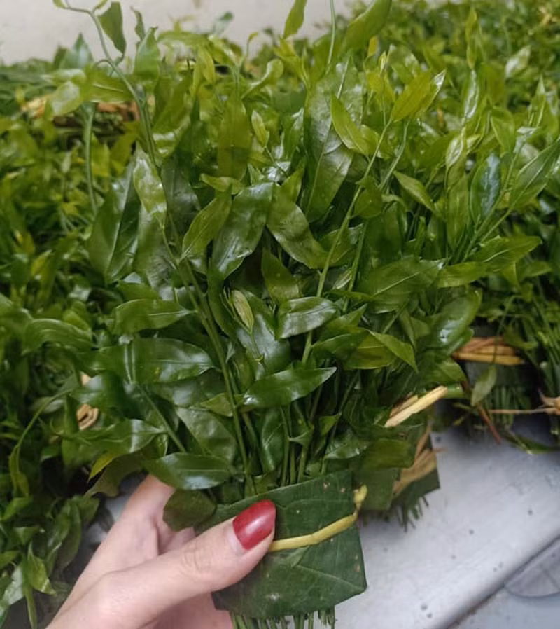 Rau sắng (hay rau ngót rừng) chỉ xuất hiện ở các tỉnh thành vùng núi miền Bắc như Cao Bằng, Lạng Sơn, Lào Cai....Phần rau ăn được thực chất là lá non của cây. Ảnh: Vietnamnet