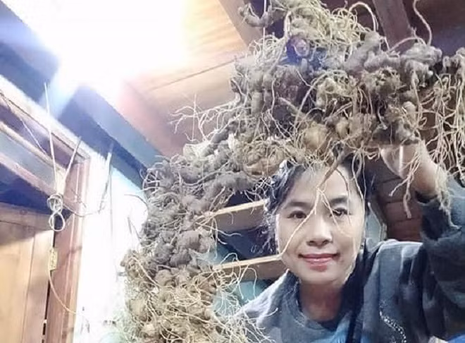 Sâm Ngọc Linh bổ béo gì... giá nửa tỷ đồng/bình 168 củ? Sam Ngoc Linh bo beo gi... gia nua ty dong/binh 168 cu?