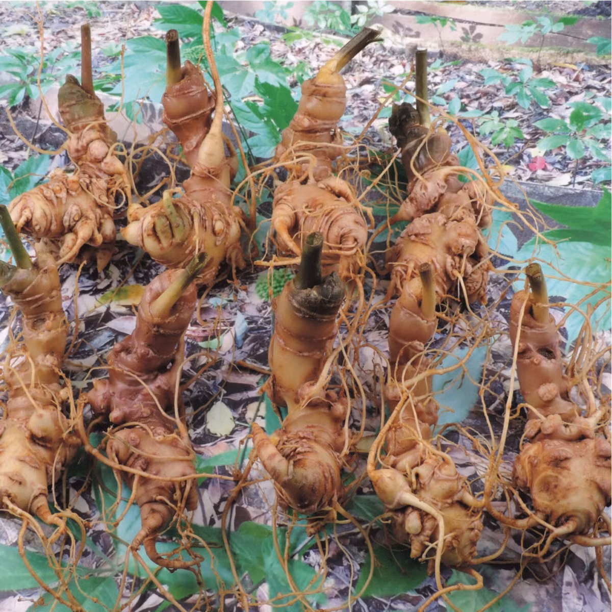 Đặc biệt, nếu tìm được củ sâm có niên đại hàng trăm năm thì giá có thể lên tới cả tỷ đồng. Ảnh: Azibai