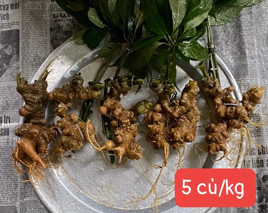 Sâm Ngọc Linh lâu năm thường có hoa và quả mọc tập trung ở trung tâm của tán lá, khi chín ngả màu đỏ cam với một chấm đen không đều ở đỉnh quả. Ảnh: Facebook