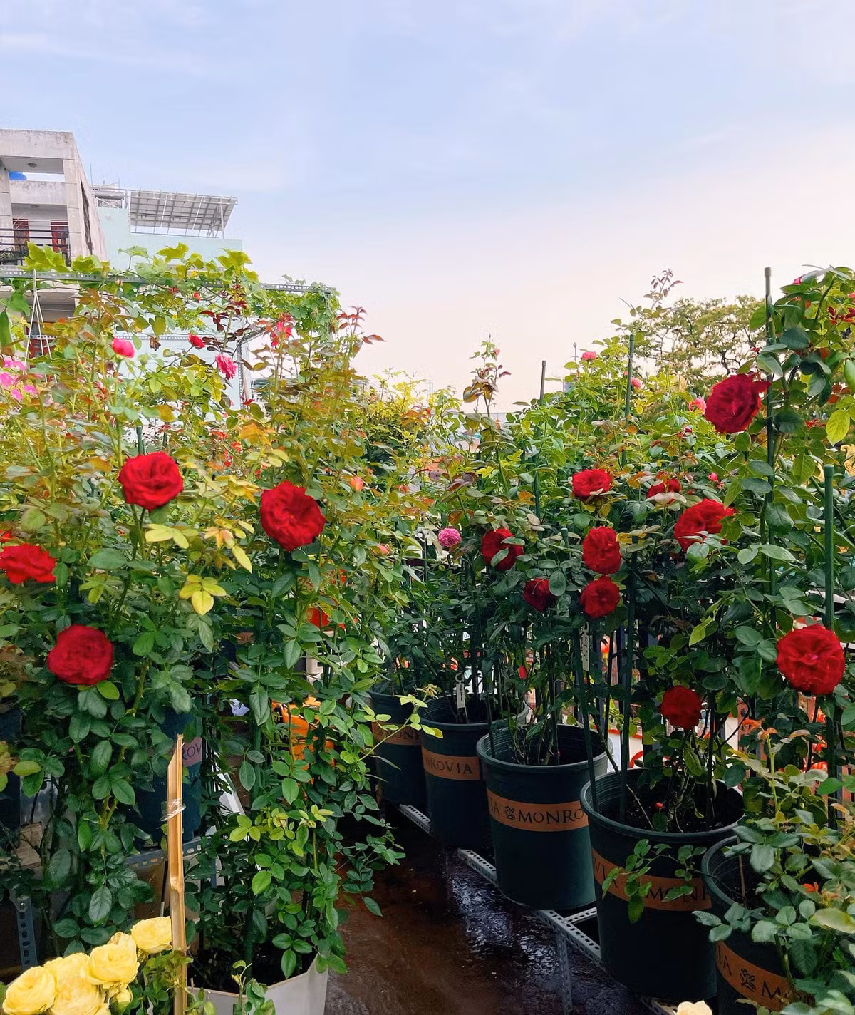 Hơn một năm làm vườn, chàng trai Sài Gòn rút ra dược nhiều bí quyết trồng hoa hồng trên sân thượng. Theo Duy, ánh nắng mặt trời đóng vai trò thiết yếu giúp chồi khỏe mạnh.
