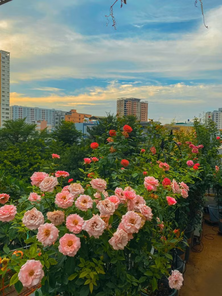 Anh thường săn các giống hoa hồng ngoại ở nhiều nơi, từ Hà Nội, Phan Thiết đến các vườn ở các tỉnh Miền Tây. Giá mỗi cây từ một đến vài triệu đồng.