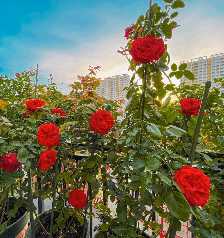Mua giống về, Duy trồng vào các chậu nhựa sâu và rộng, cắm que để hoa leo lên.