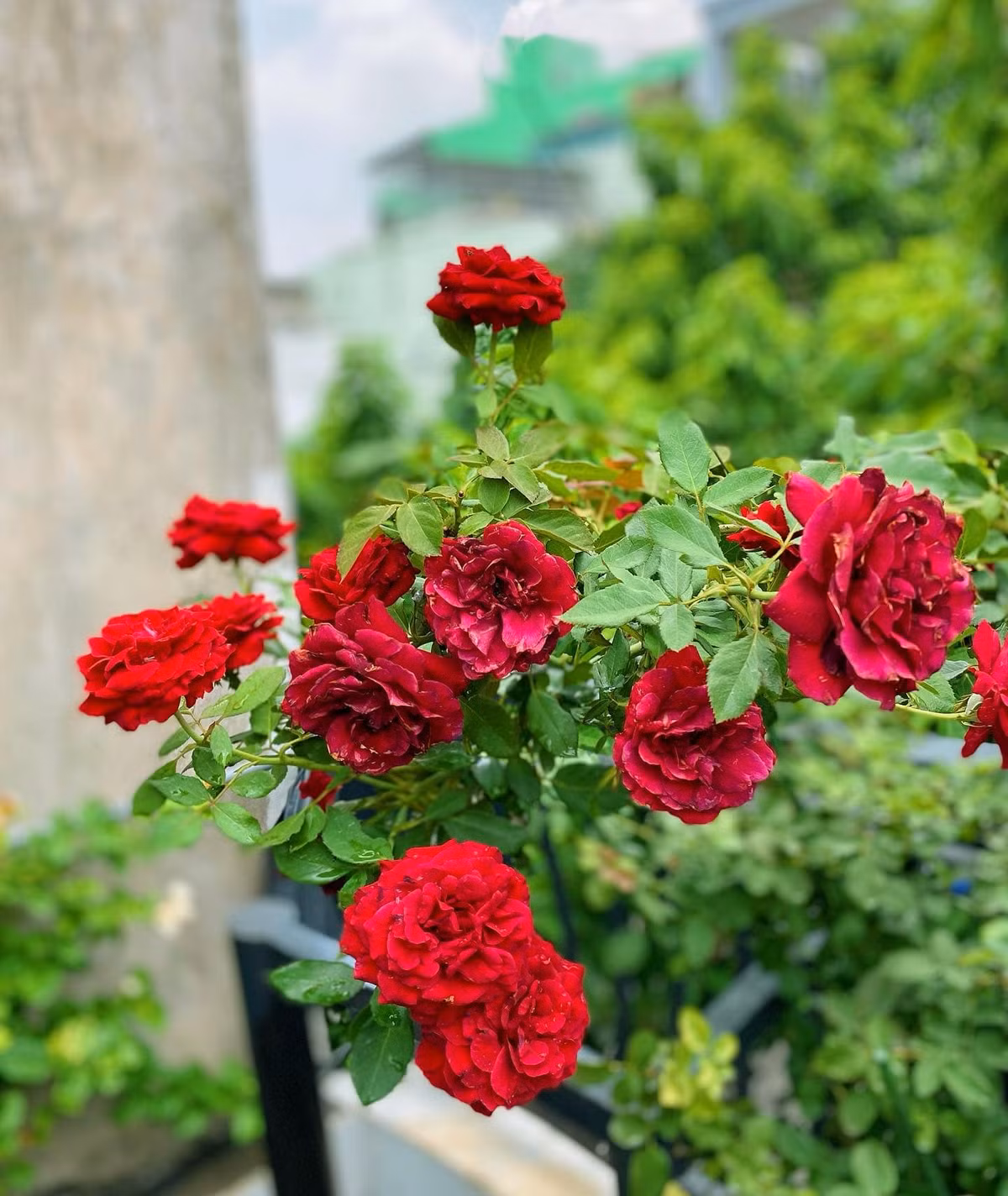 Mê hồng ngoại nhưng Hoàng Duy cũng sở hữu một chậu hồng cổ Hải Phòng vì quá yêu màu đỏ của loại hoa này. Nguồn ảnh: FB Duy Nguyen Hoang