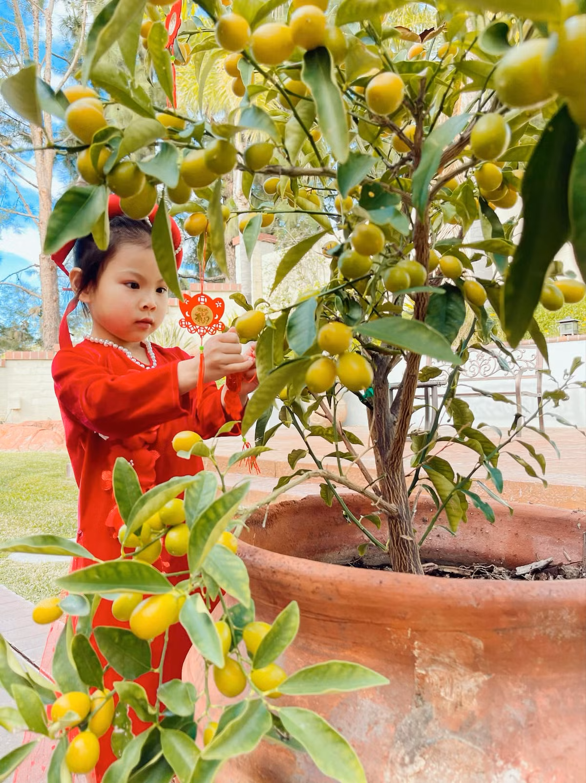 Bé Talia đã biết giúp đỡ mẹ trang trí cây quất, cành mai để bày trong nhà, ngoài vườn.