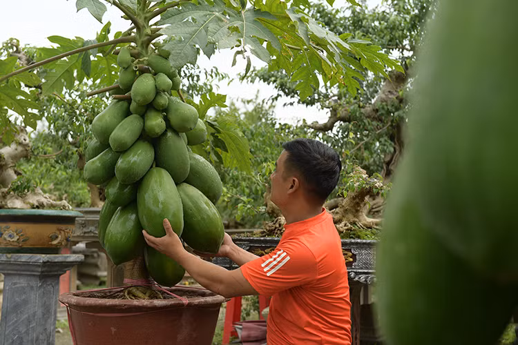 Theo chủ vườn, để có một gốc đu đủ bonsai trĩu quả phải mất ít nhất 7 tháng chăm sóc, uốn thế. Ảnh: Báo tin tức