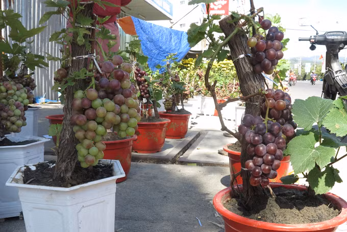 Trung bình, mỗi chậu nho cảnh chi chít quả có giá từ 300.000 - 1,5 triệu đồng. Ảnh: Báo khánh hoà
