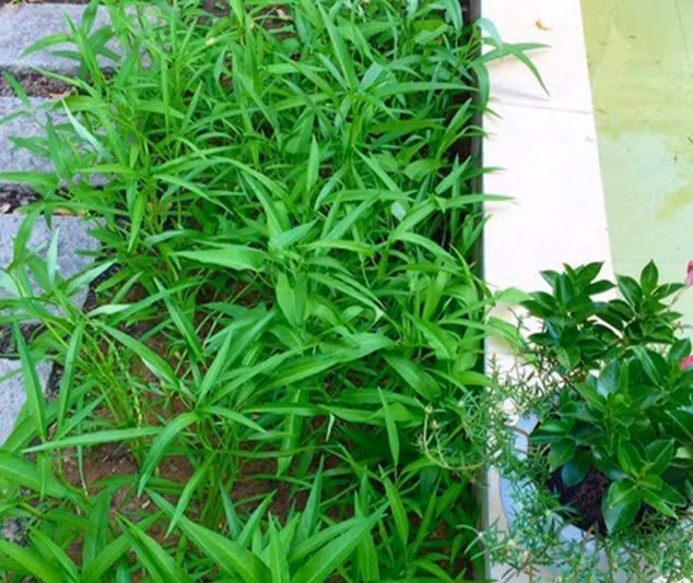 MC Quyền Linh cho biết chủ yếu là tưới nước đều đặn, bón phân theo đợt để cây phát triển tốt.