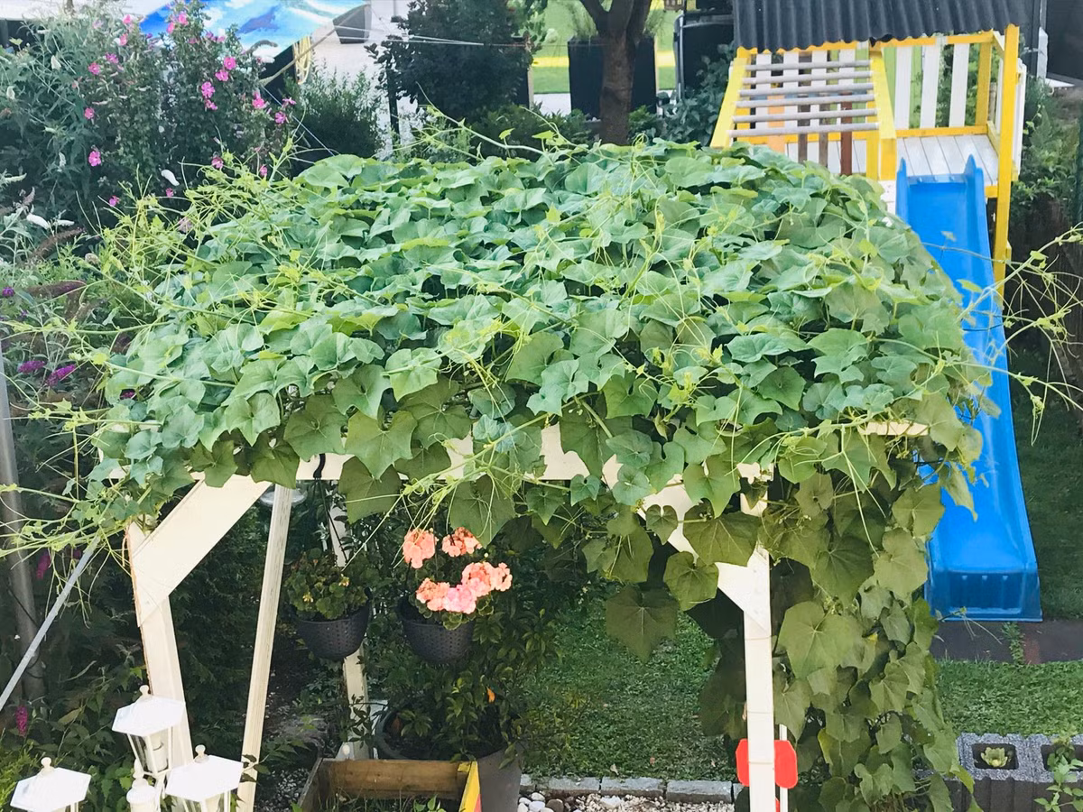 Giàn su su được trồng ở nơi có nhiều ánh sáng nhất trong vườn.